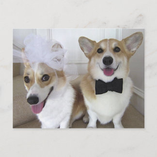 WELSH CORGI BRIDE AND GROOM POSTCARD