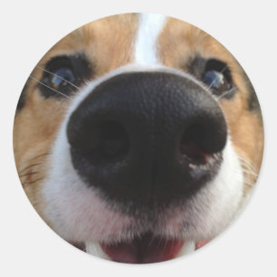 Welsh Corgi Dog Nose Collection Classic Round Sticker