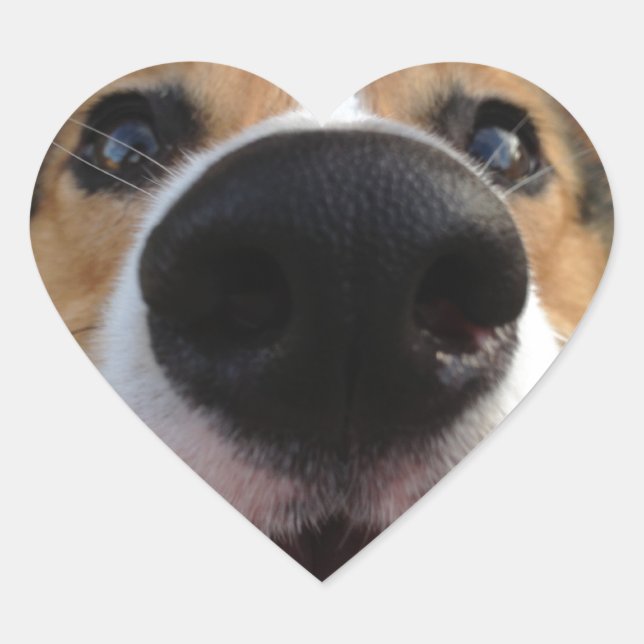 Welsh Corgi Dog Nose Collection Heart Sticker (Front)