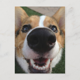 Welsh Corgi Dog Nose Collection Postcard