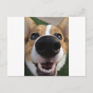 Welsh Corgi Dog Nose Collection Postcard