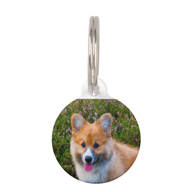 Welsh Corgi Dogs. Pet Tag (Front)