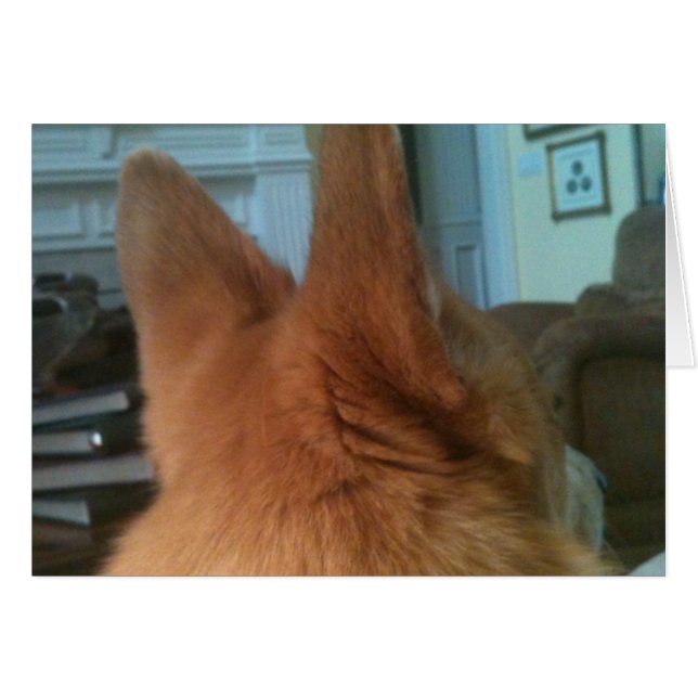 welsh corgi ears (Front Horizontal)