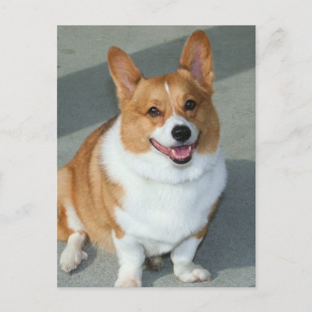 Welsh Corgi Postcard (Front)