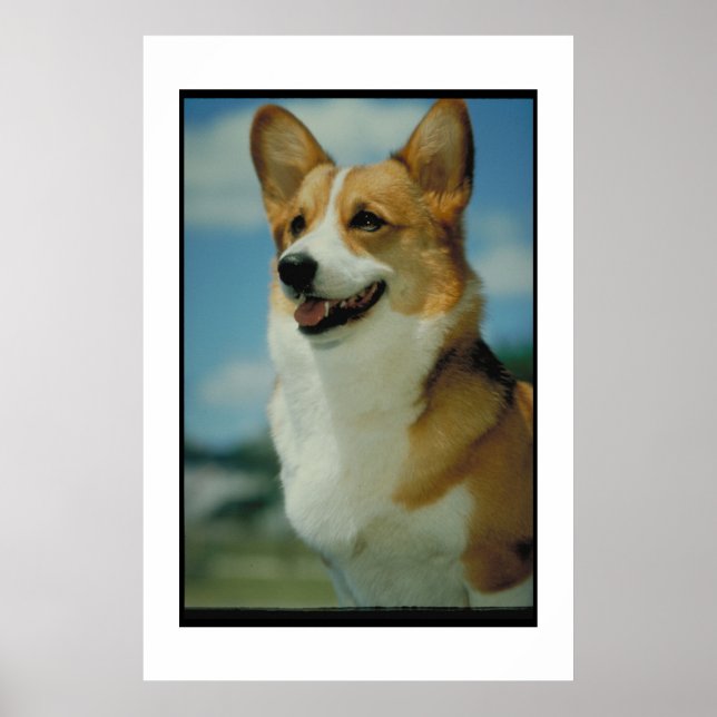Welsh Corgi Poster (Front)