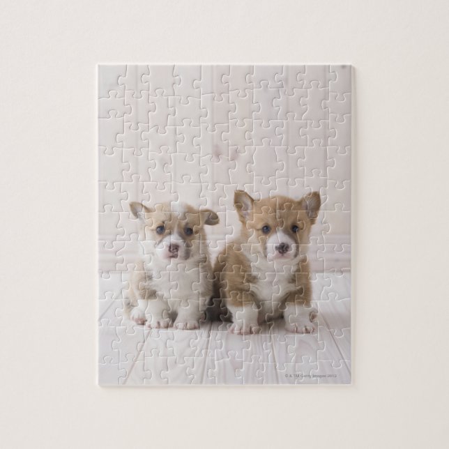Welsh Corgi Puppies Jigsaw Puzzle (Vertical)