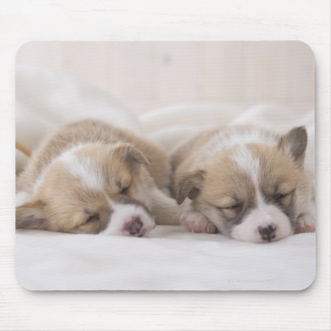 Welsh Corgi Puppies Mouse Mat (Front)