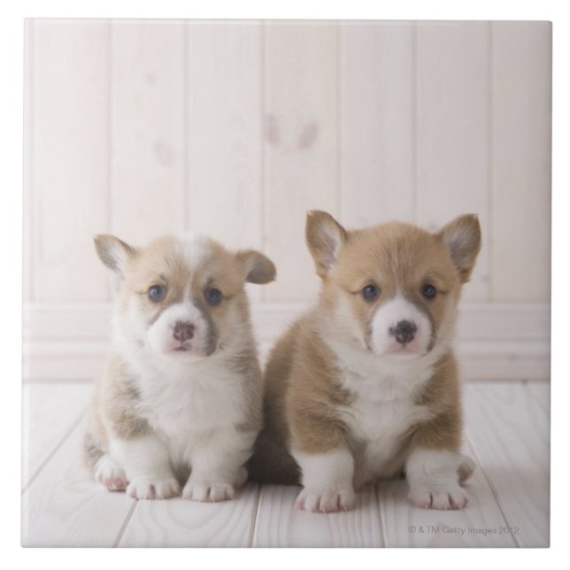 Welsh Corgi Puppies Tile (Front)