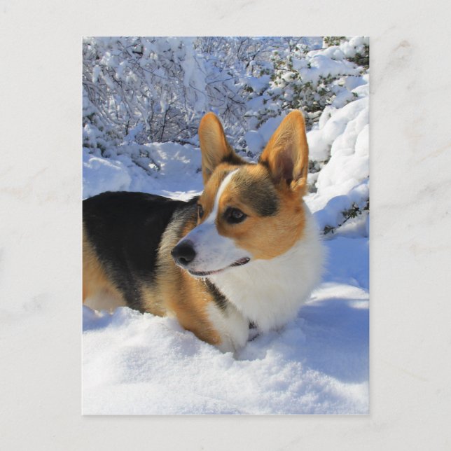 Welsh Corgi Snow Day Postcard (Front)