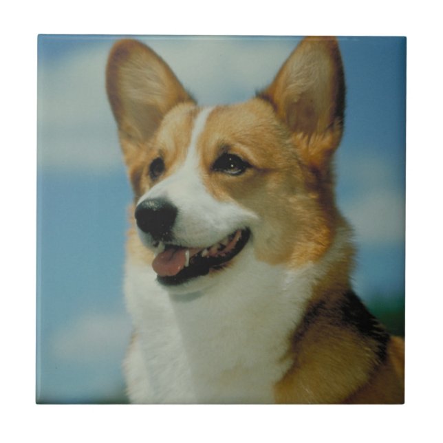 Welsh Corgi Tile (Front)