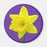 Welsh Daffodil - II