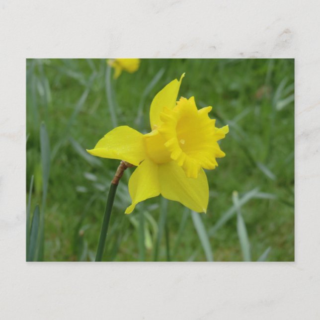 Welsh Daffodil in Bloom Postcard (Front)