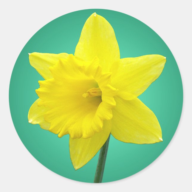 Welsh Daffodil - IV Classic Round Sticker (Front)