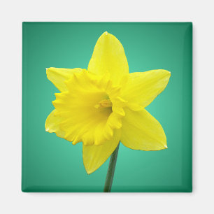 Welsh Daffodil - IV Magnet