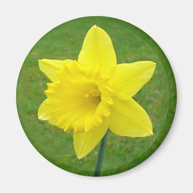 Welsh Daffodil Magnet (Front)
