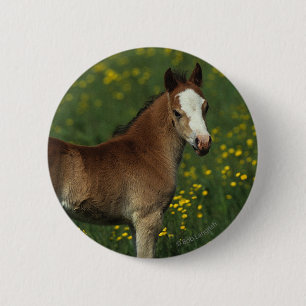 Welsh Foal 6 Cm Round Badge