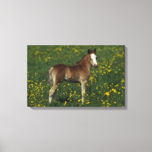 Welsh Foal Canvas Print