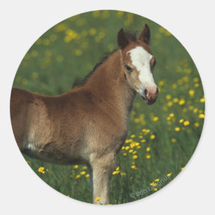 Welsh Foal Classic Round Sticker
