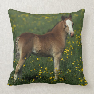 Welsh Foal Cushion