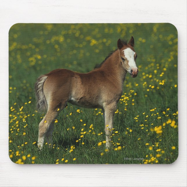 Welsh Foal Mouse Mat (Front)