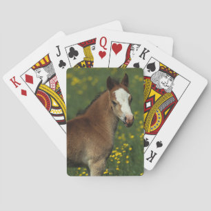 Welsh Foal Playing Cards
