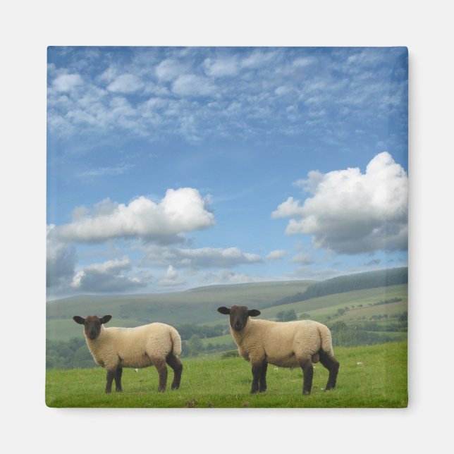 Welsh Lambs Magnet (Front)