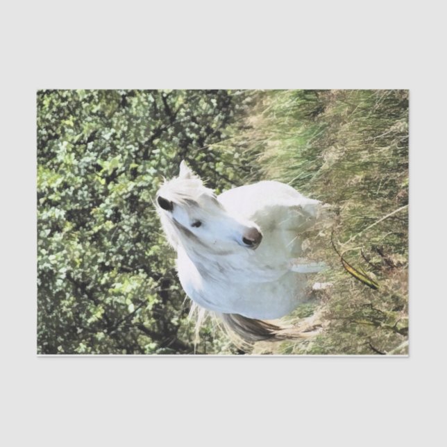 WELSH MOUNTAIN PONY TISSUE PAPER (Front)