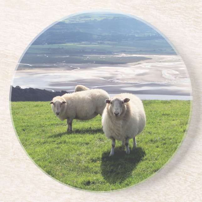 WELSH MOUNTAIN SHEEP COASTER (Front)