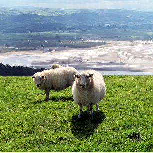 WELSH MOUNTAIN SHEEP iPhone 12 CASE