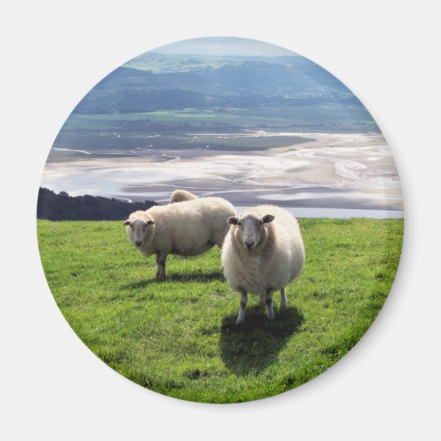 WELSH MOUNTAIN SHEEP MAGNET (Front)