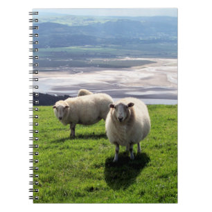 WELSH MOUNTAIN SHEEP NOTEBOOK