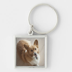 Welsh Pembroke corgi dog lying on wood floor. Key Ring