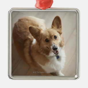Welsh Pembroke corgi dog lying on wood floor. Metal Tree Decoration