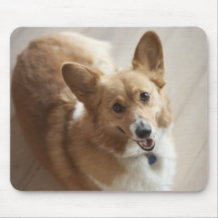 Welsh Pembroke corgi dog lying on wood floor. Mouse Mat