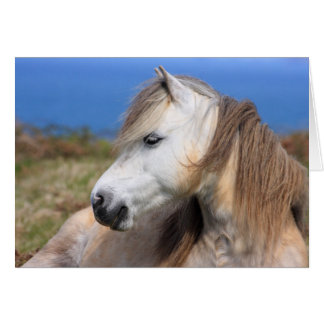 Welsh Pony
