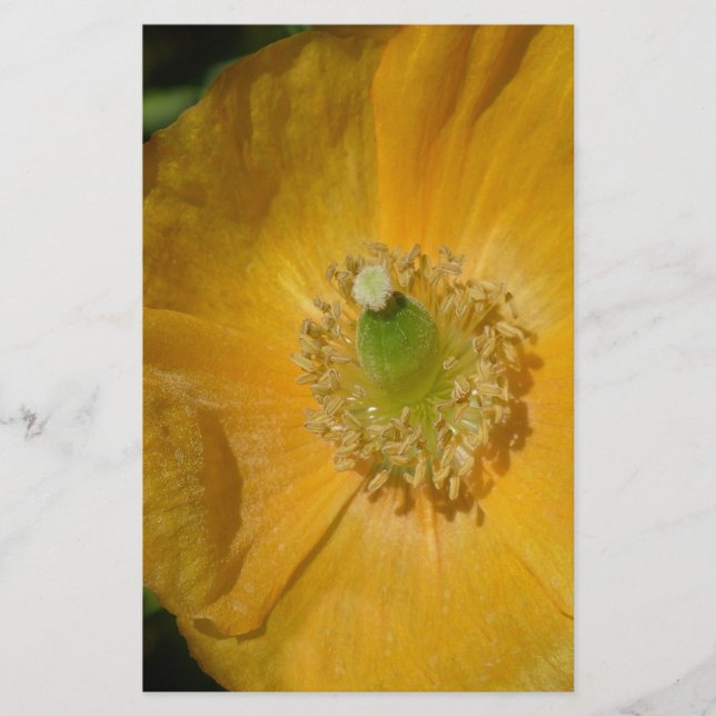 Welsh Poppy Macro (Front)