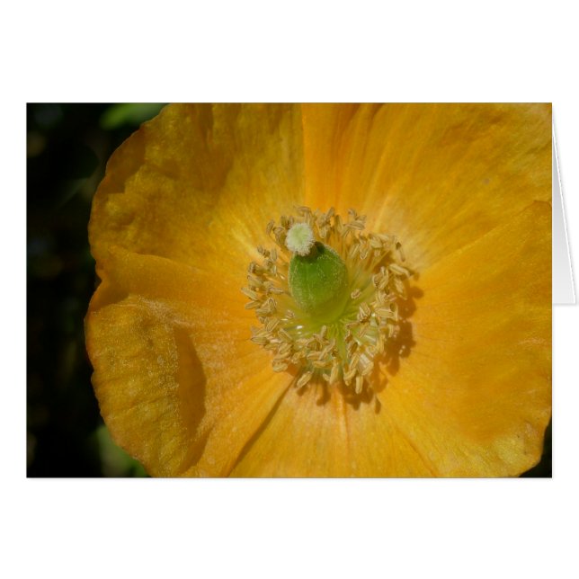 Welsh Poppy Macro (Front Horizontal)
