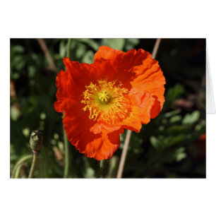 Welsh Poppy (Orange)