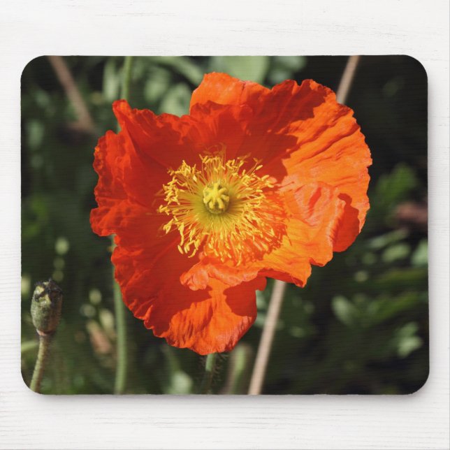 Welsh Poppy (Orange) Mouse Mat (Front)