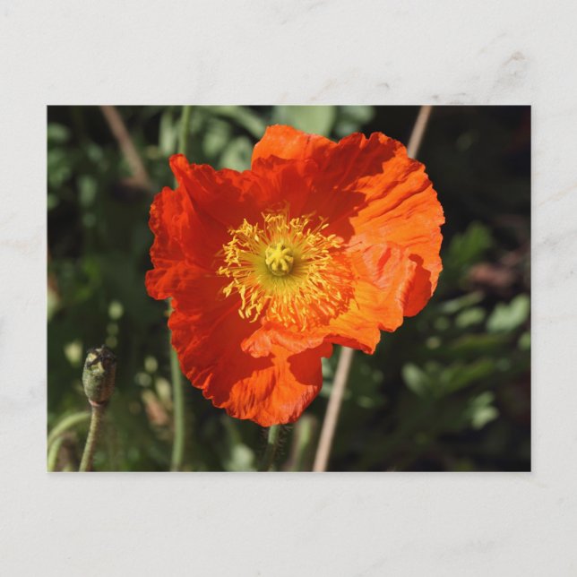 Welsh Poppy (Orange) Postcard (Front)