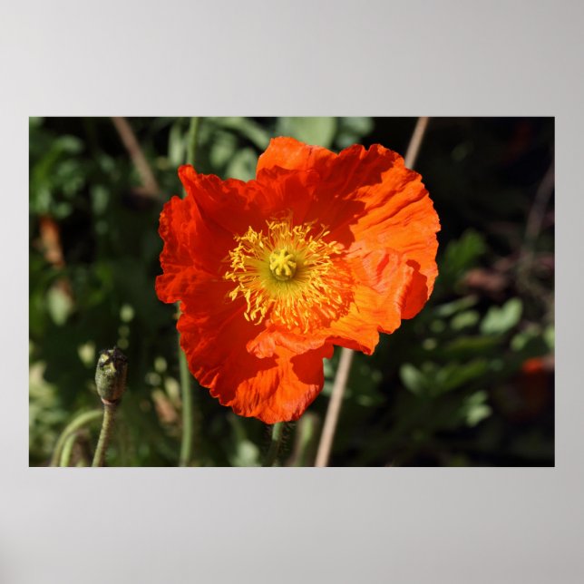 Welsh Poppy (Orange) Poster (Front)