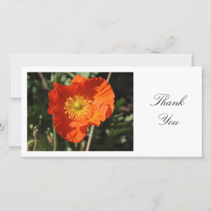 Welsh Poppy (Orange) - Thank You