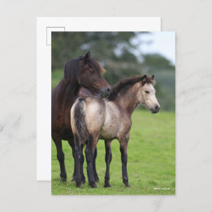 Welsh Section D Mare and Foal Standing Postcard