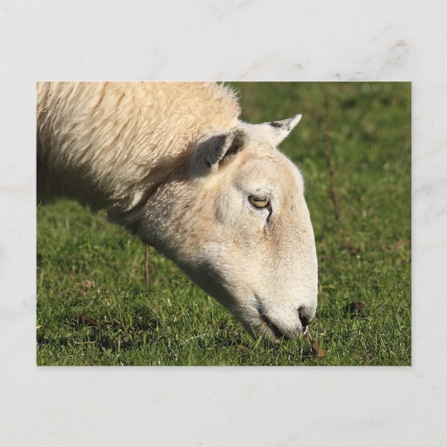Welsh Sheep Postcard (Front)