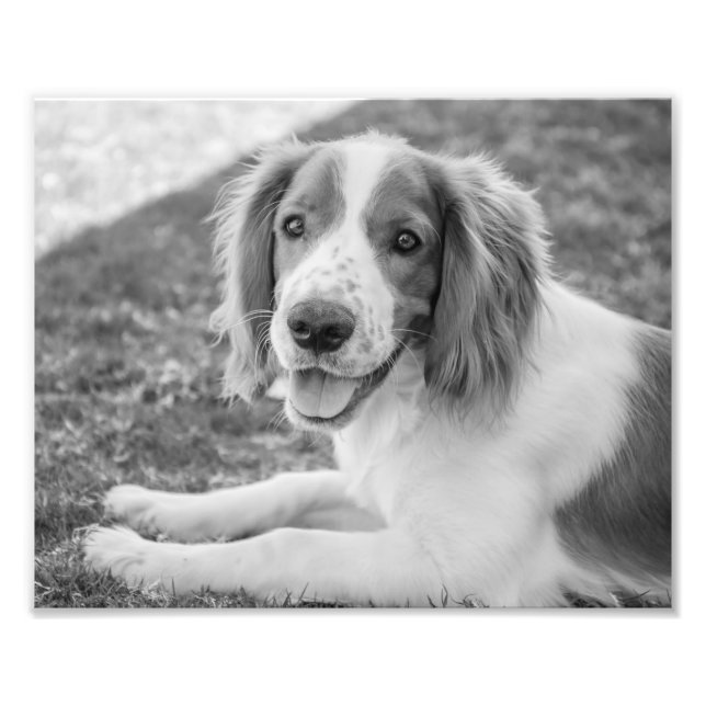 Welsh Springer Spaniel - Black & White | Photo (Front)