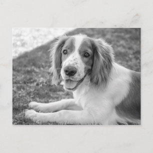 Welsh Springer Spaniel - Black & White   Postcard