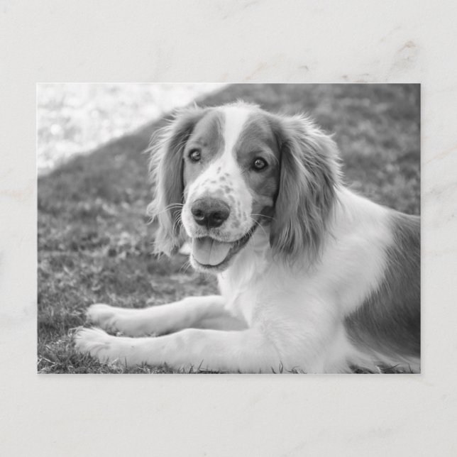 Welsh Springer Spaniel - Black & White | Postcard (Front)
