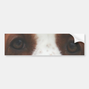 welsh springer spaniel eyes.png bumper sticker