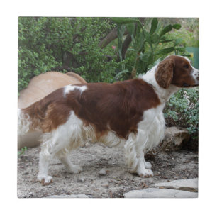 Welsh_Springer_Spaniel_full Tile