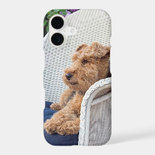 Welsh Terrier